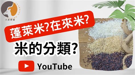 一粒米兩粒米分別|蓬萊米&在來米怎麼分？長米、短米的特色分別是…